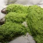 Dorade im Salzmantel - Sellerie Blättern und Meersalz