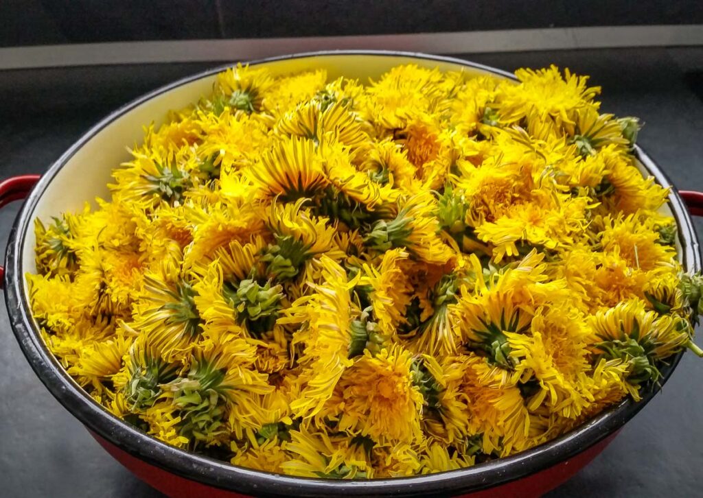 Löwenzahn Gelee Rezept - Kochen aus Liebe