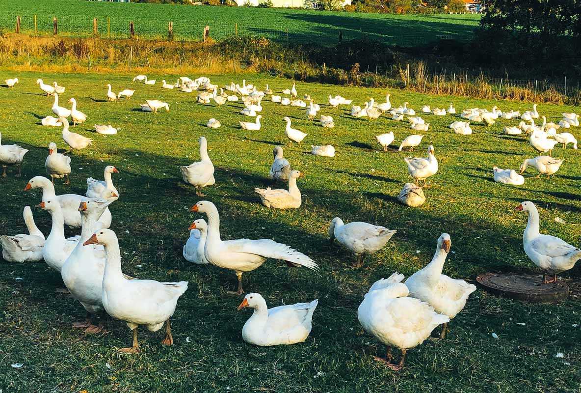 Weihnachtsgans auf der Weide im Freiland 