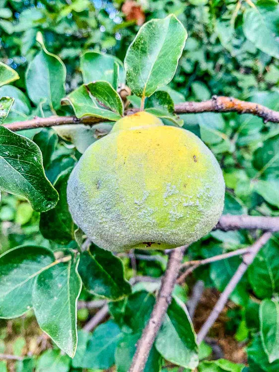 Quittenbaum mit Quitte 