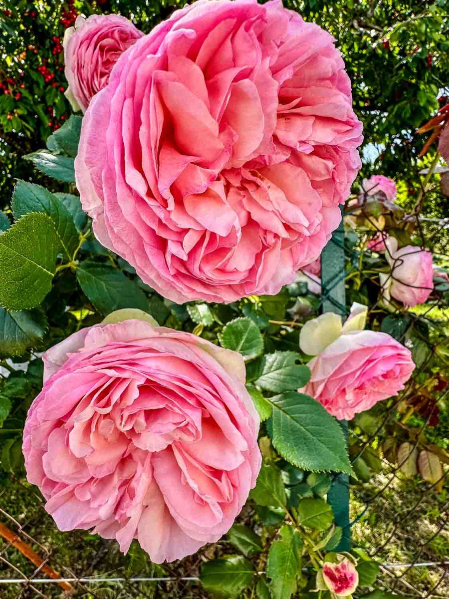 rosarote Rosenblüten für Rosenmarmelade 