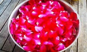 Rosenblüten Blätter